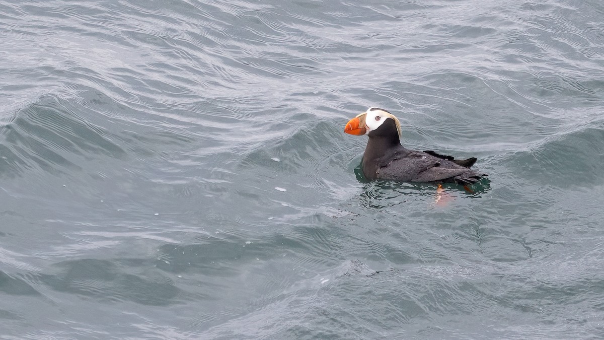 Tufted Puffin - ML620367429
