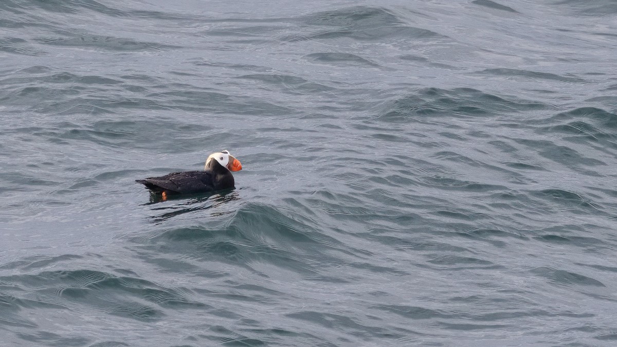 Tufted Puffin - ML620367430