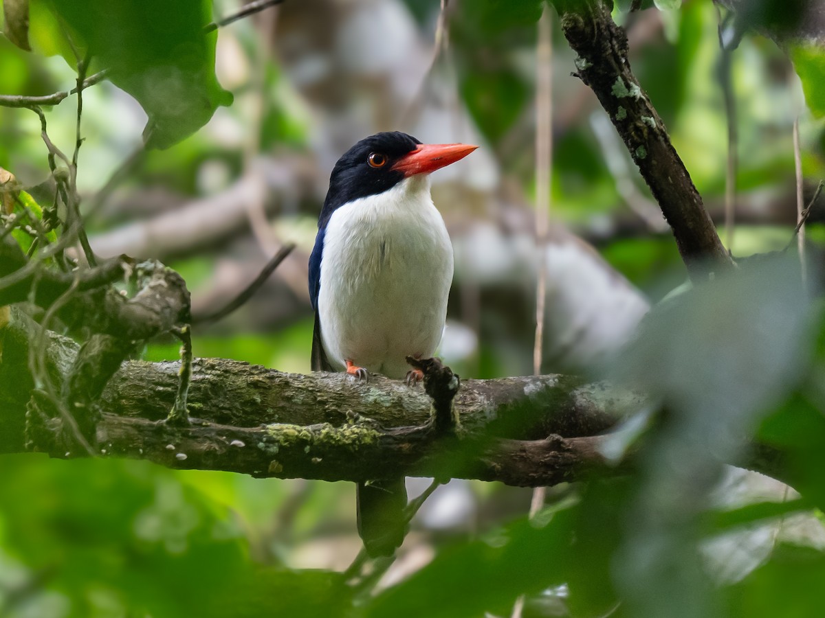 White-rumped Kingfisher - ML620367462