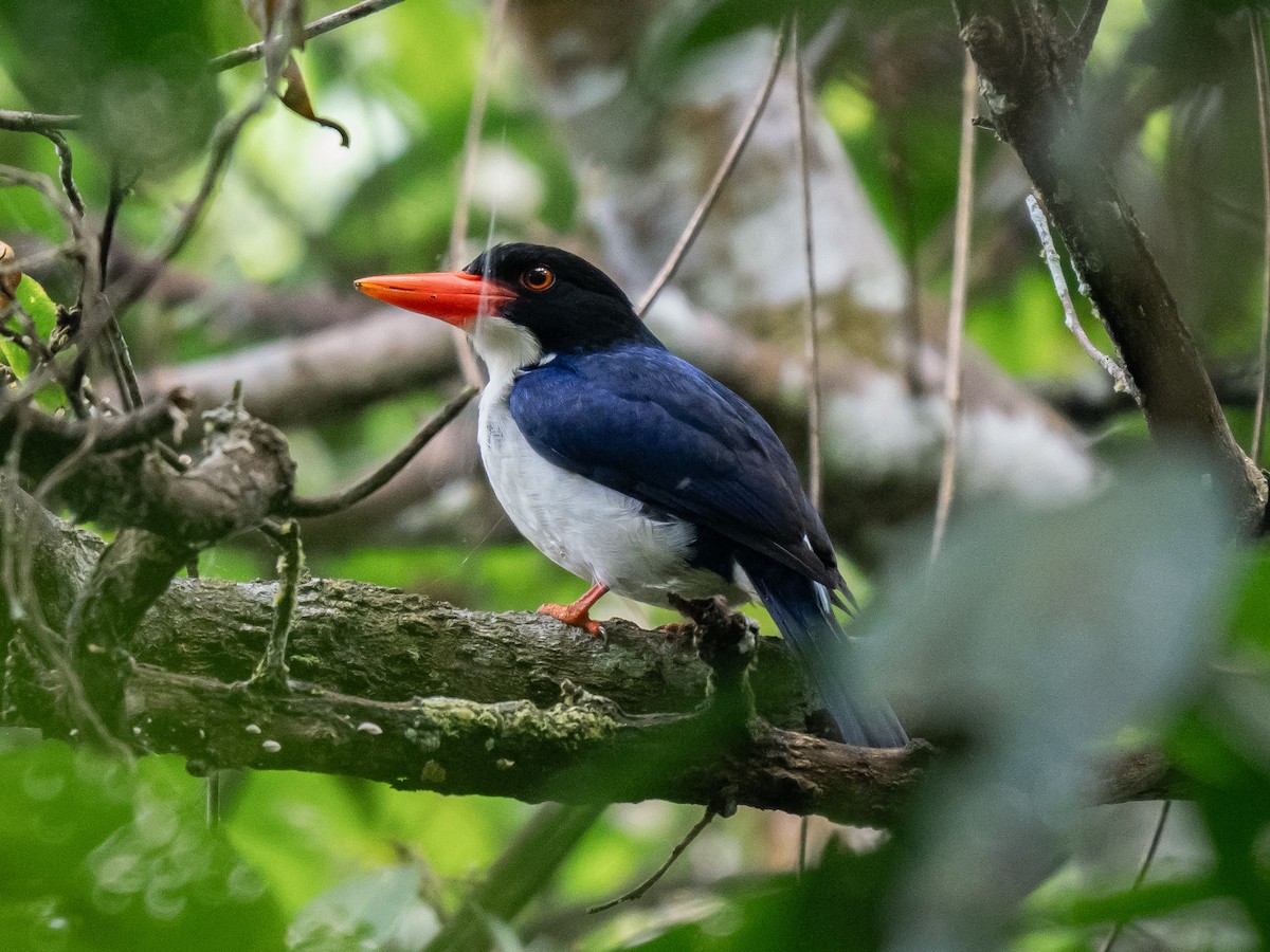 White-rumped Kingfisher - ML620367463