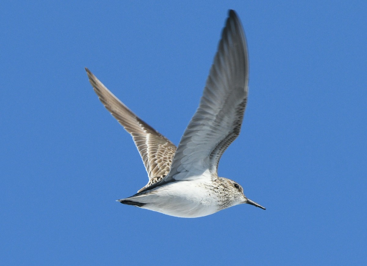 Baird's Sandpiper - ML620367471