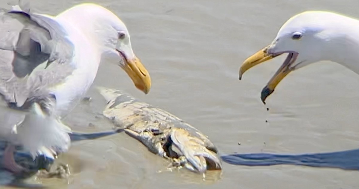 Western Gull - Lyla Arum