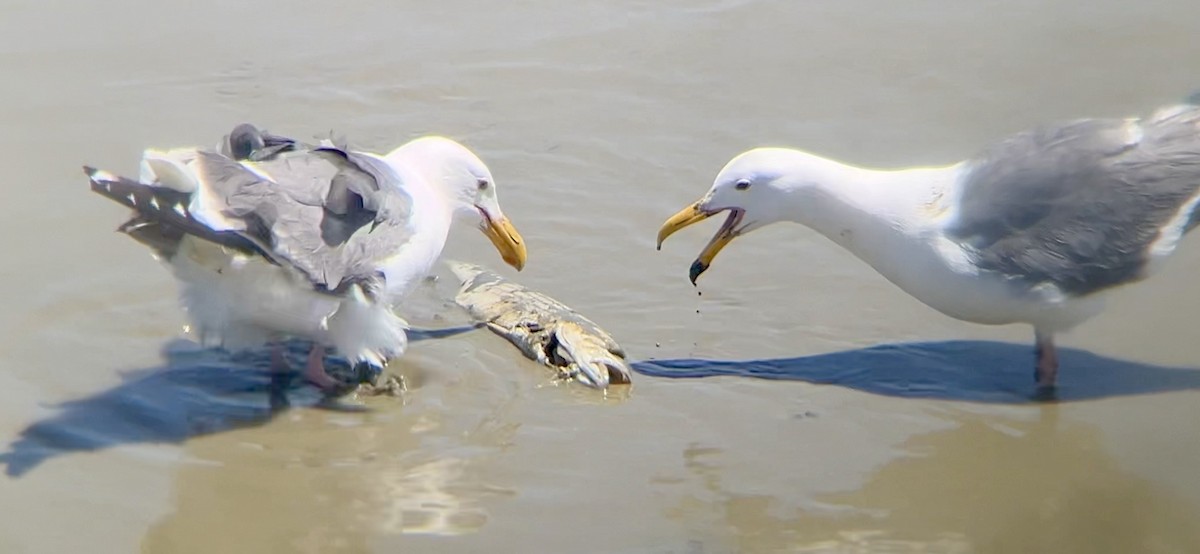 Gaviota Occidental - ML620367487