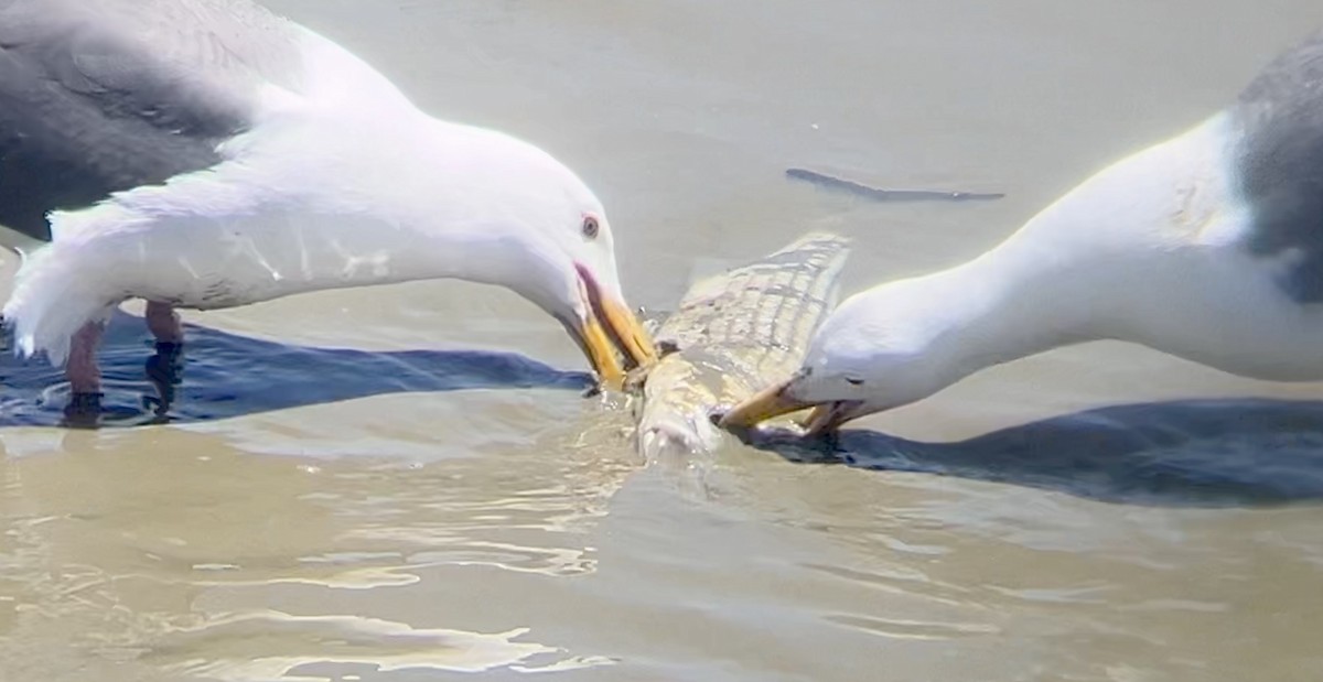 Western Gull - ML620367489