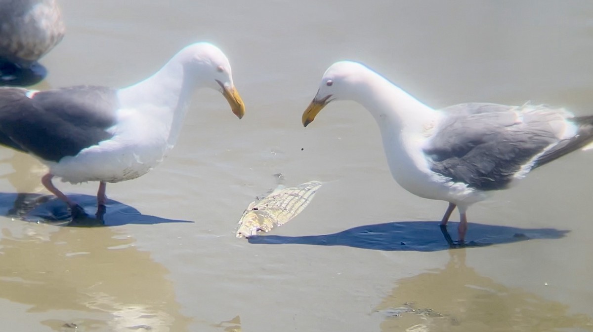 Gaviota Occidental - ML620367492