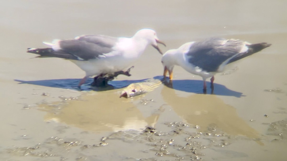 Western Gull - Lyla Arum