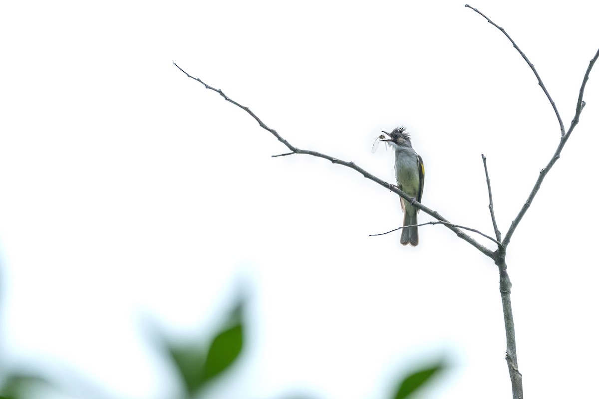 Bulbul à ailes vertes - ML620367495