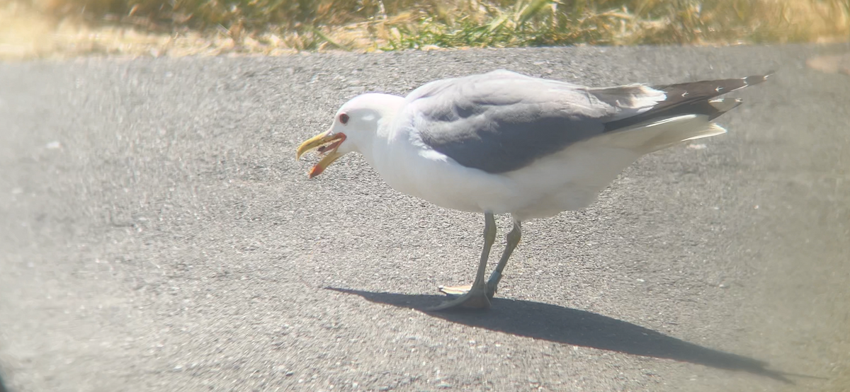 California Gull - ML620367498