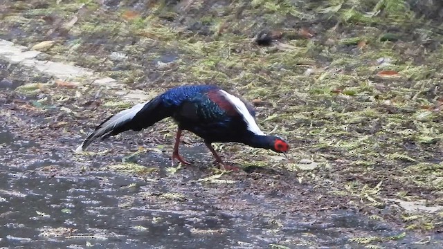 Swinhoe's Pheasant - ML620367511
