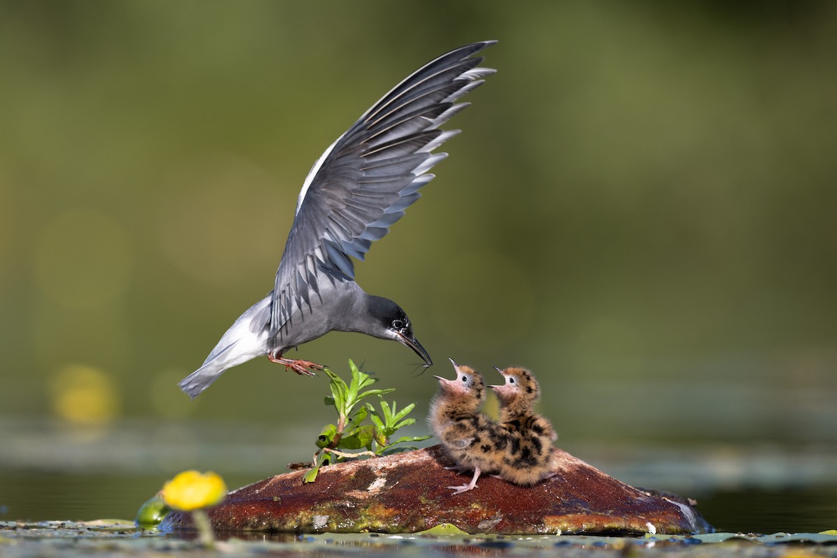 Black Tern - ML620367516