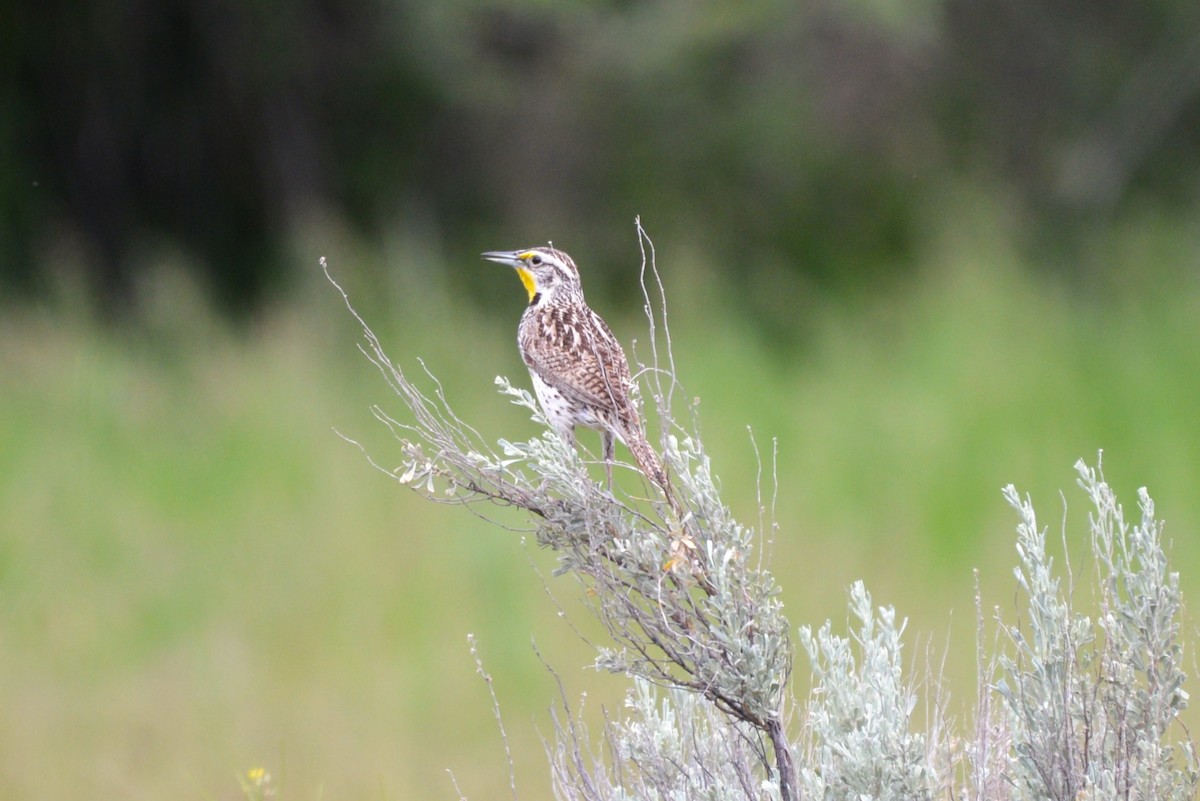 Western Meadowlark - ML620367519