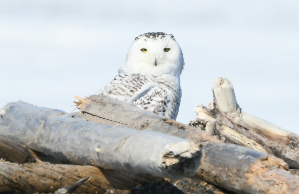 Snowy Owl - ML620367523