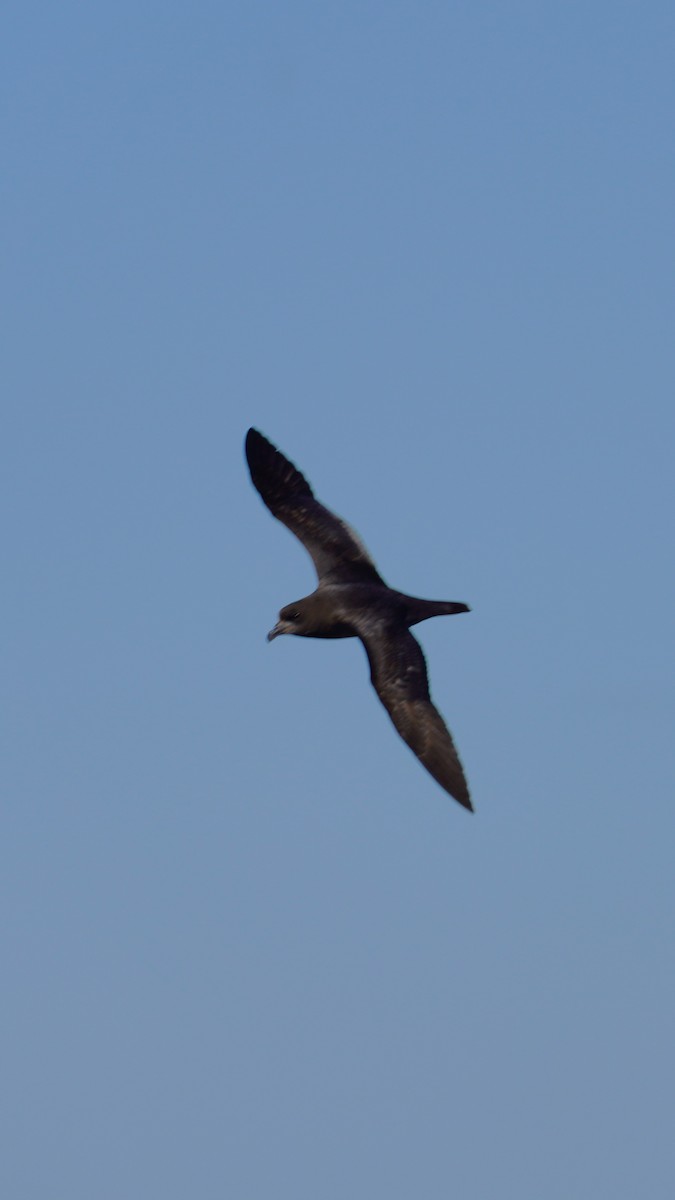 Providence Petrel - ML620367524