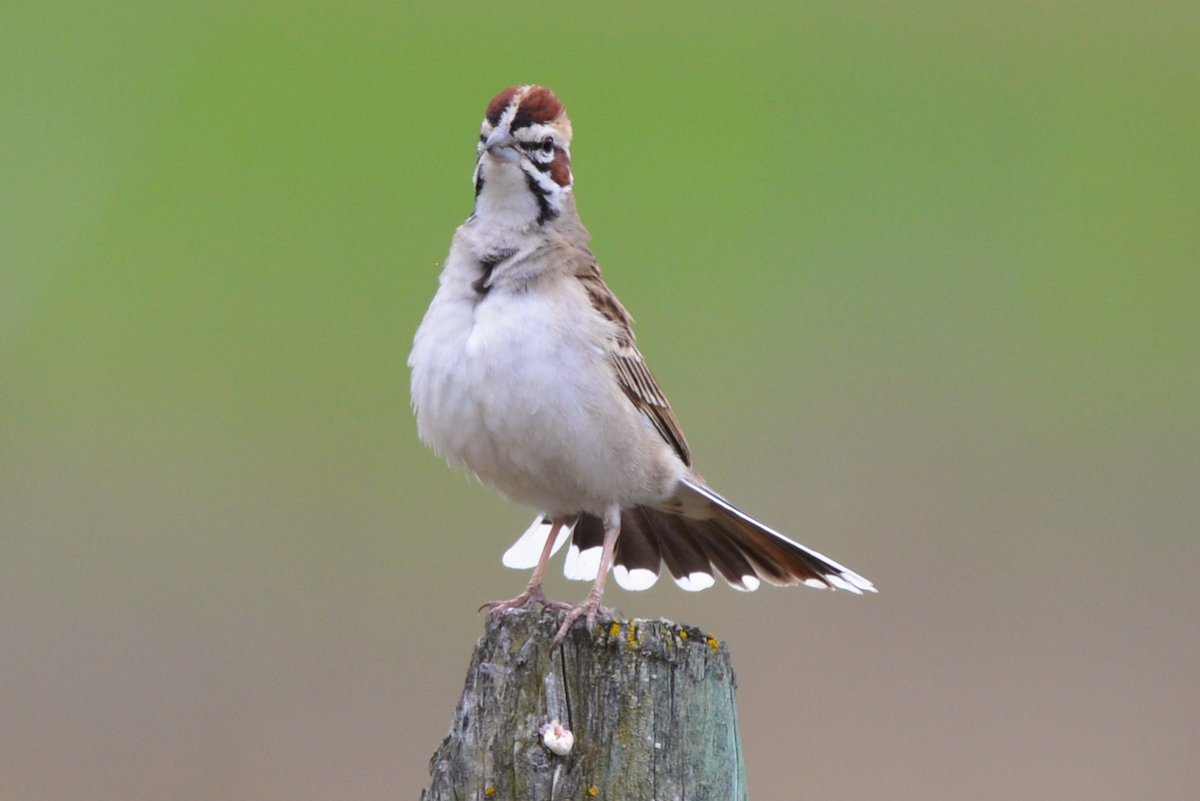 Lark Sparrow - ML620367529