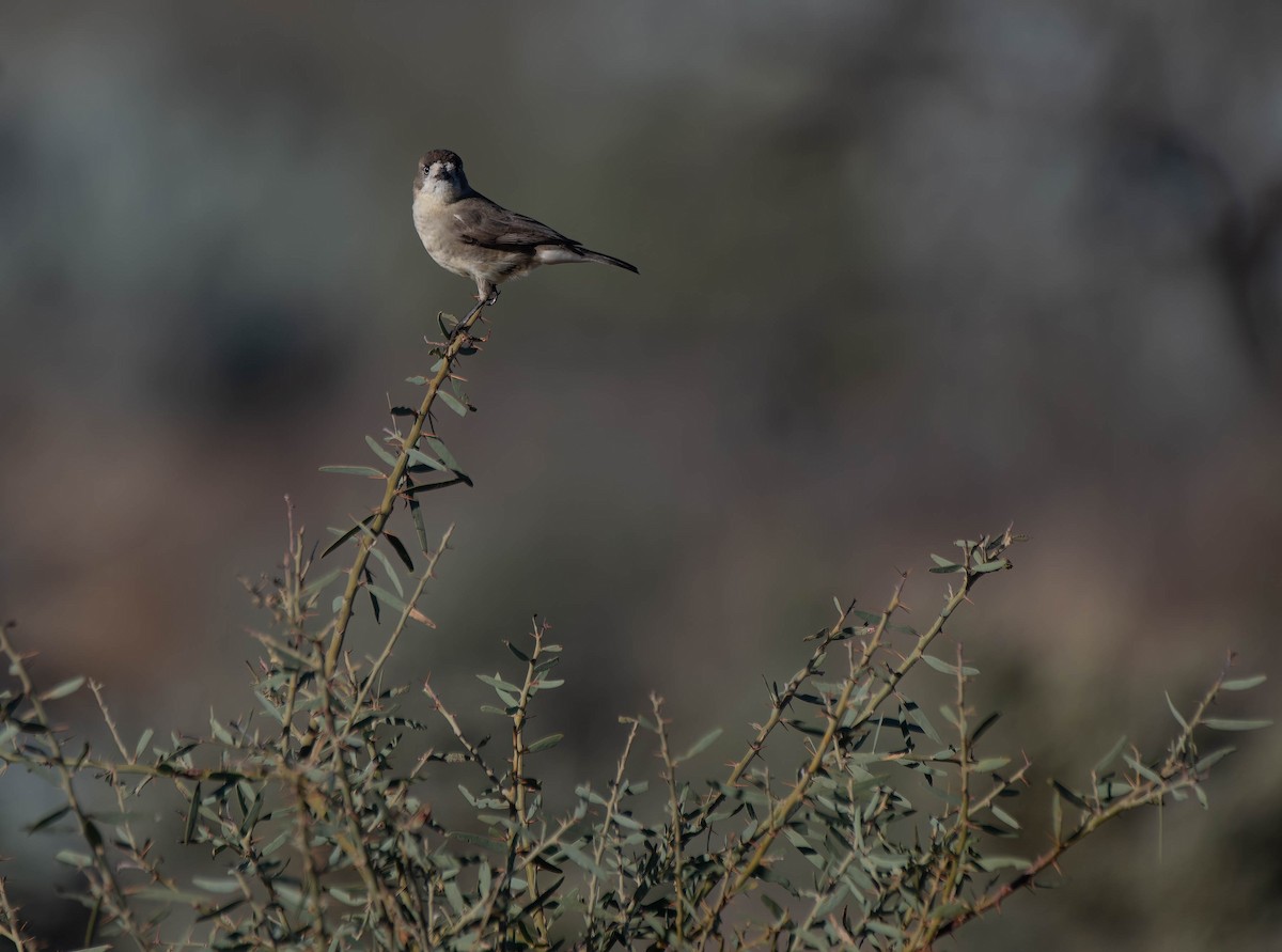 Cariblanco Meridional - ML620367532