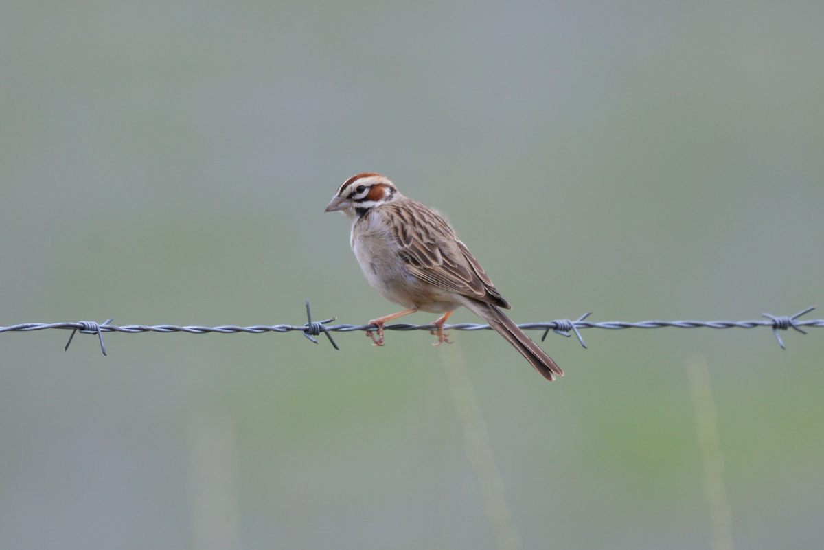 Lark Sparrow - ML620367535