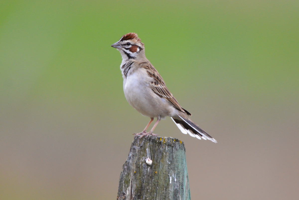 Lark Sparrow - ML620367540