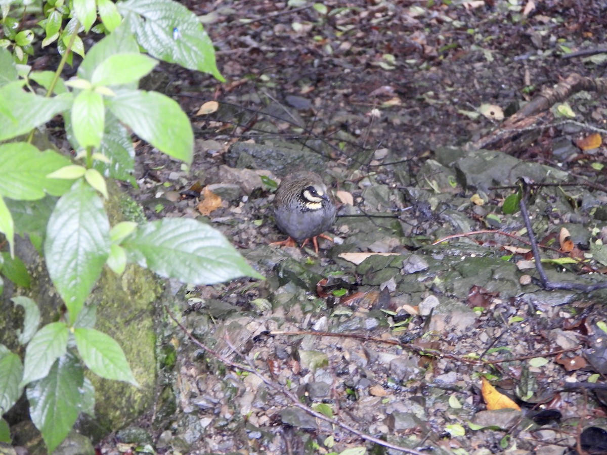 Taiwan Partridge - Anonymous