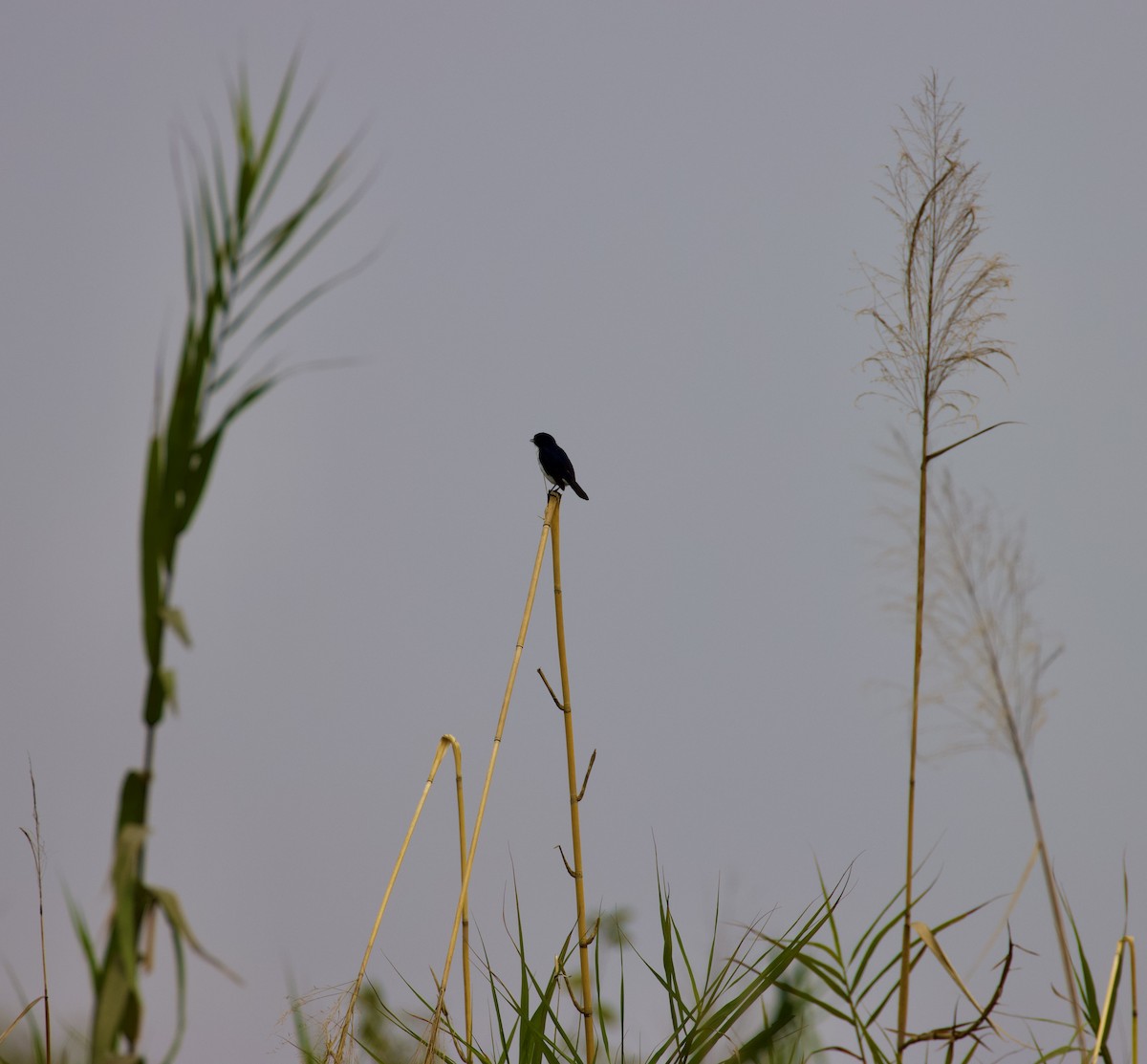 Jerdon's Bushchat - ML620367581