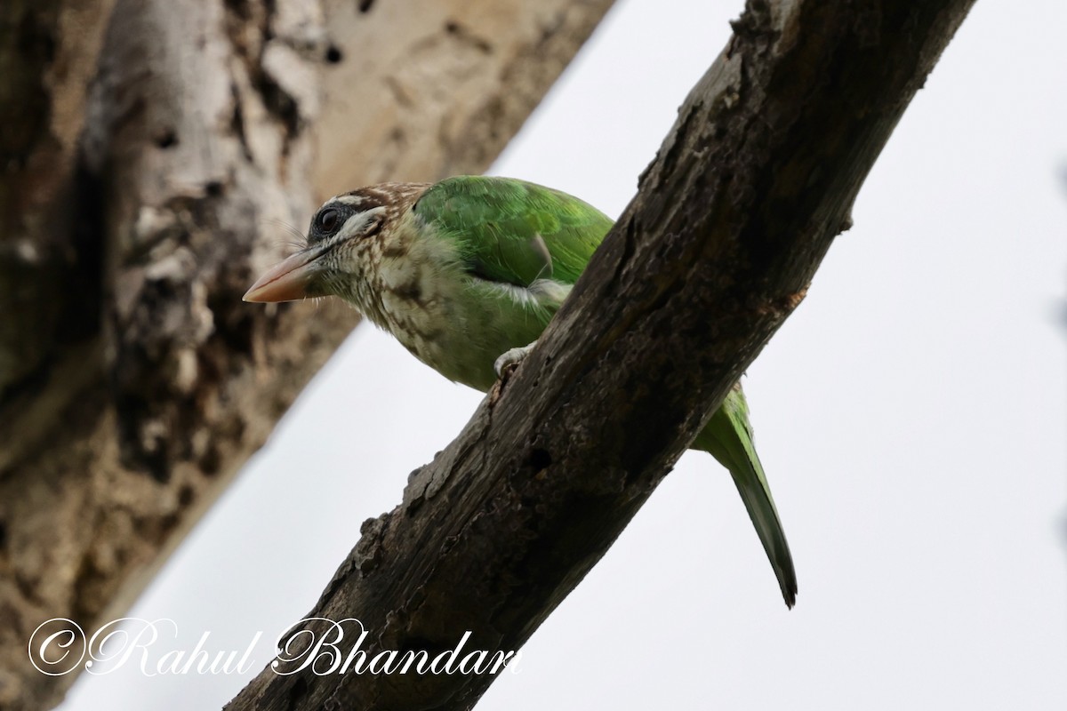 White-cheeked Barbet - ML620367603