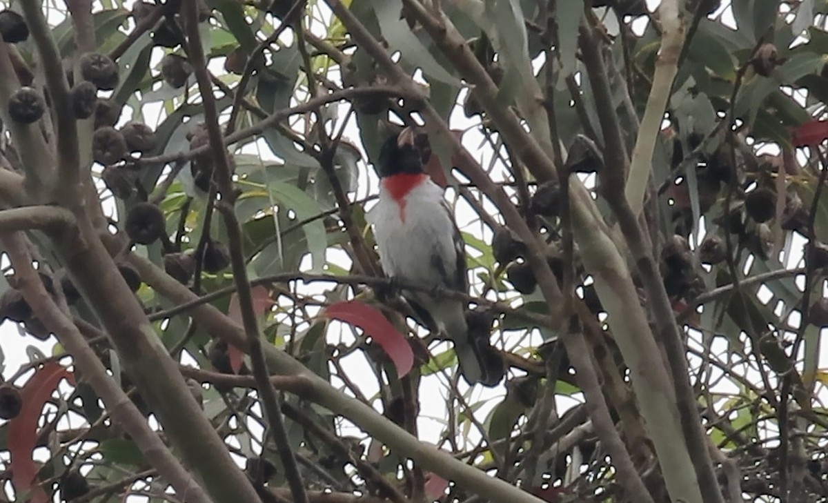 Rose-breasted Grosbeak - ML620367632