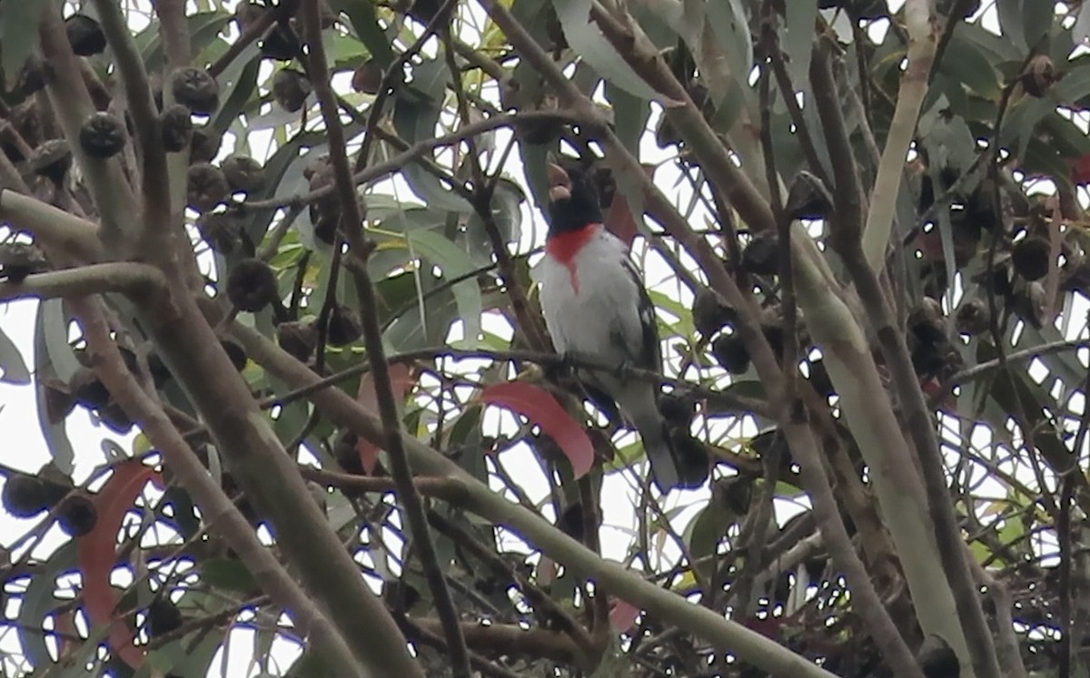 Rose-breasted Grosbeak - ML620367633