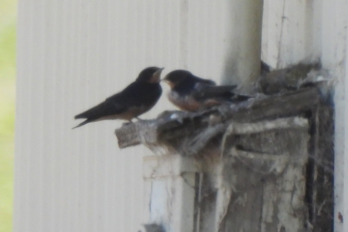 Barn Swallow - ML620367634