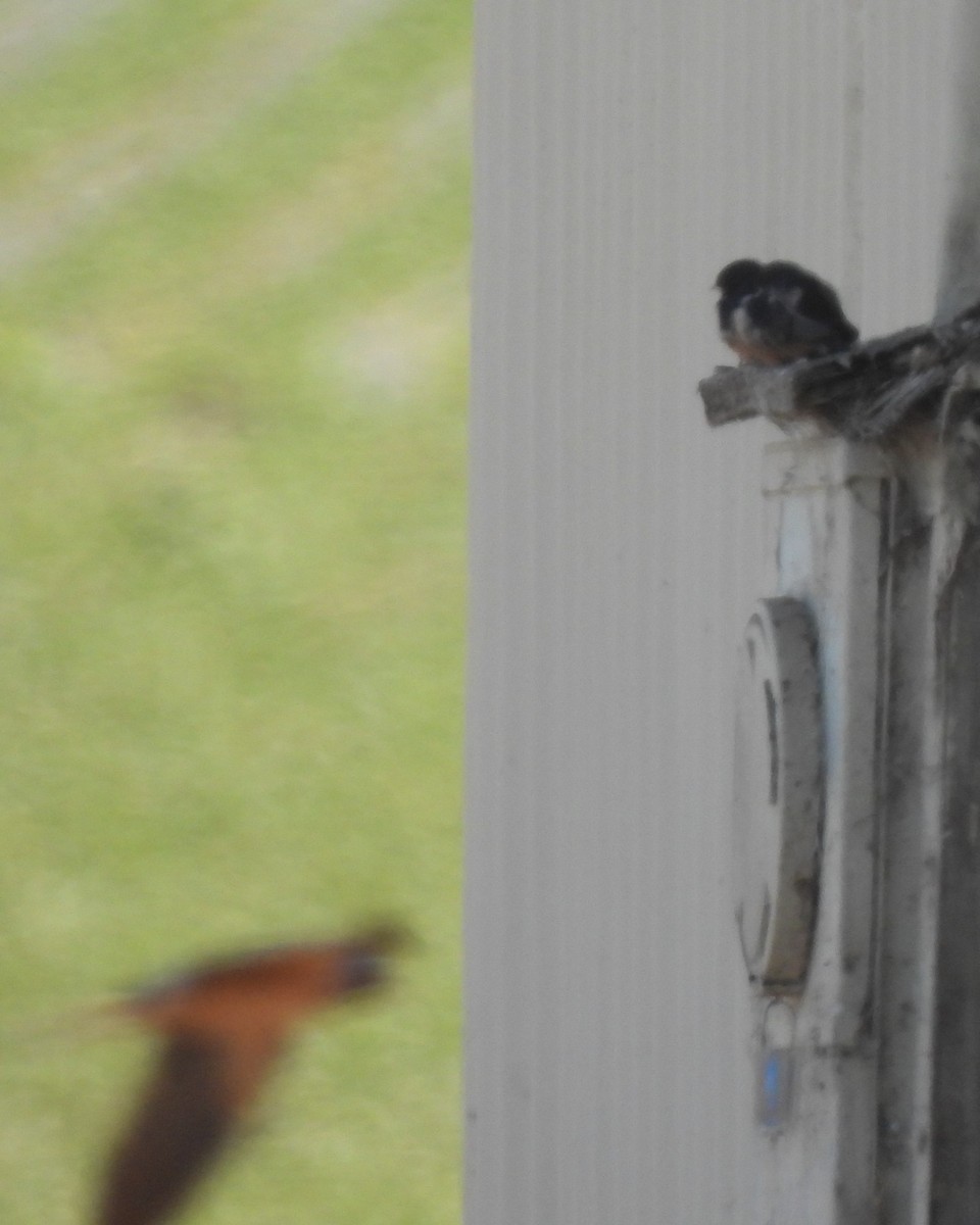 Barn Swallow - ML620367635