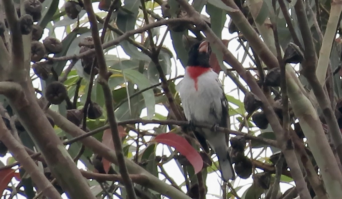 Rose-breasted Grosbeak - ML620367638