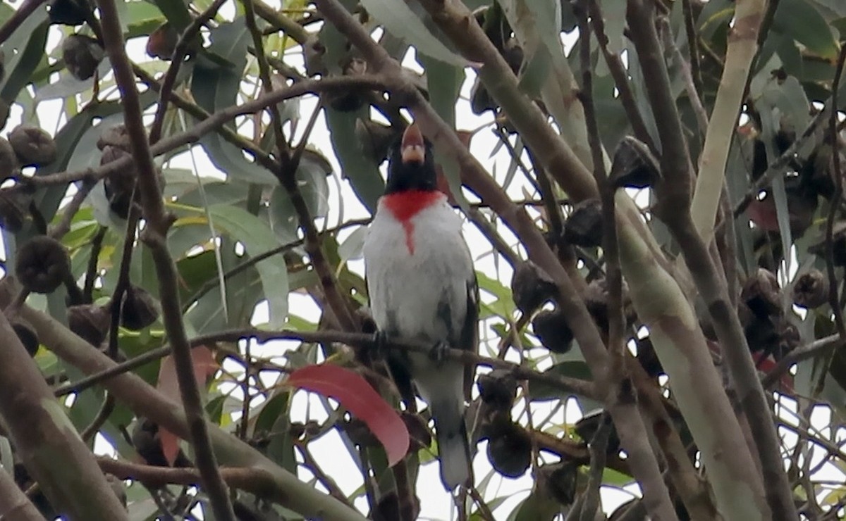 Rose-breasted Grosbeak - ML620367643