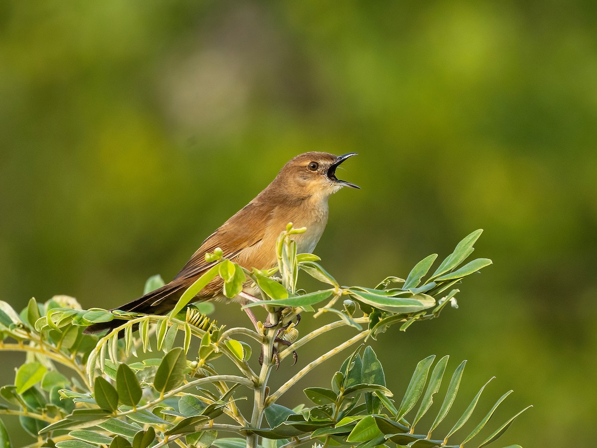 Broad-tailed Grassbird - ML620367663