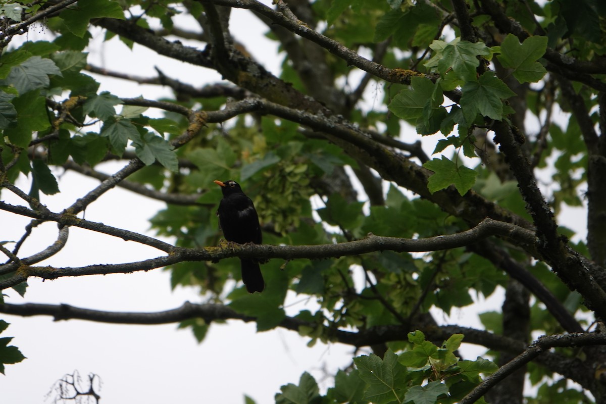 Eurasian Blackbird - ML620367670