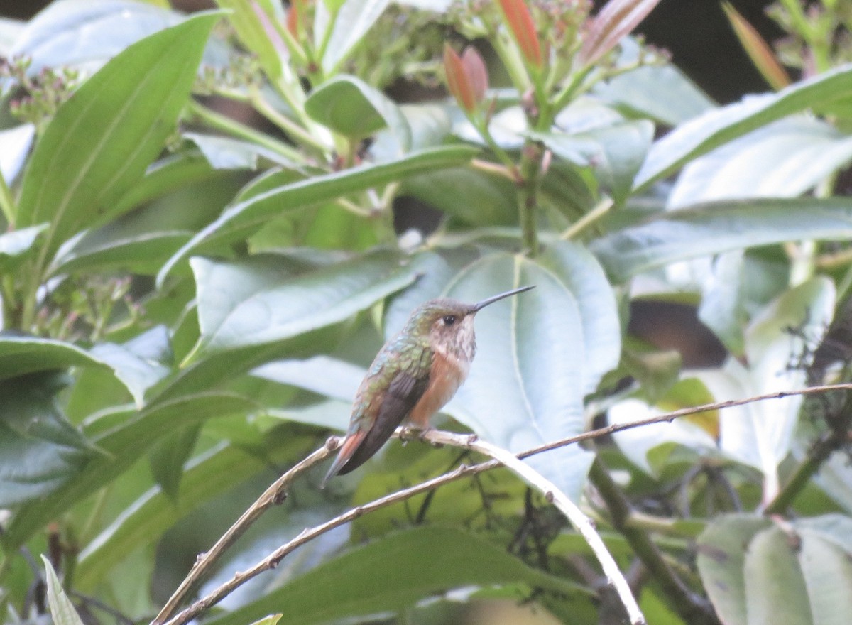 Rufous Hummingbird - ML620367676