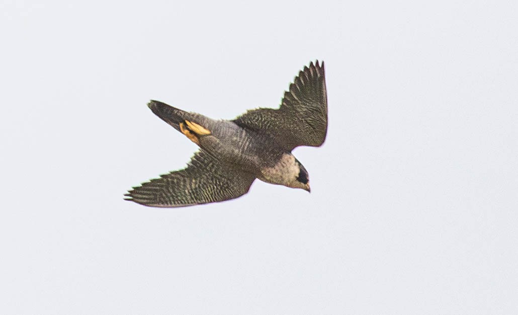 Peregrine Falcon (Australian) - ML620367686