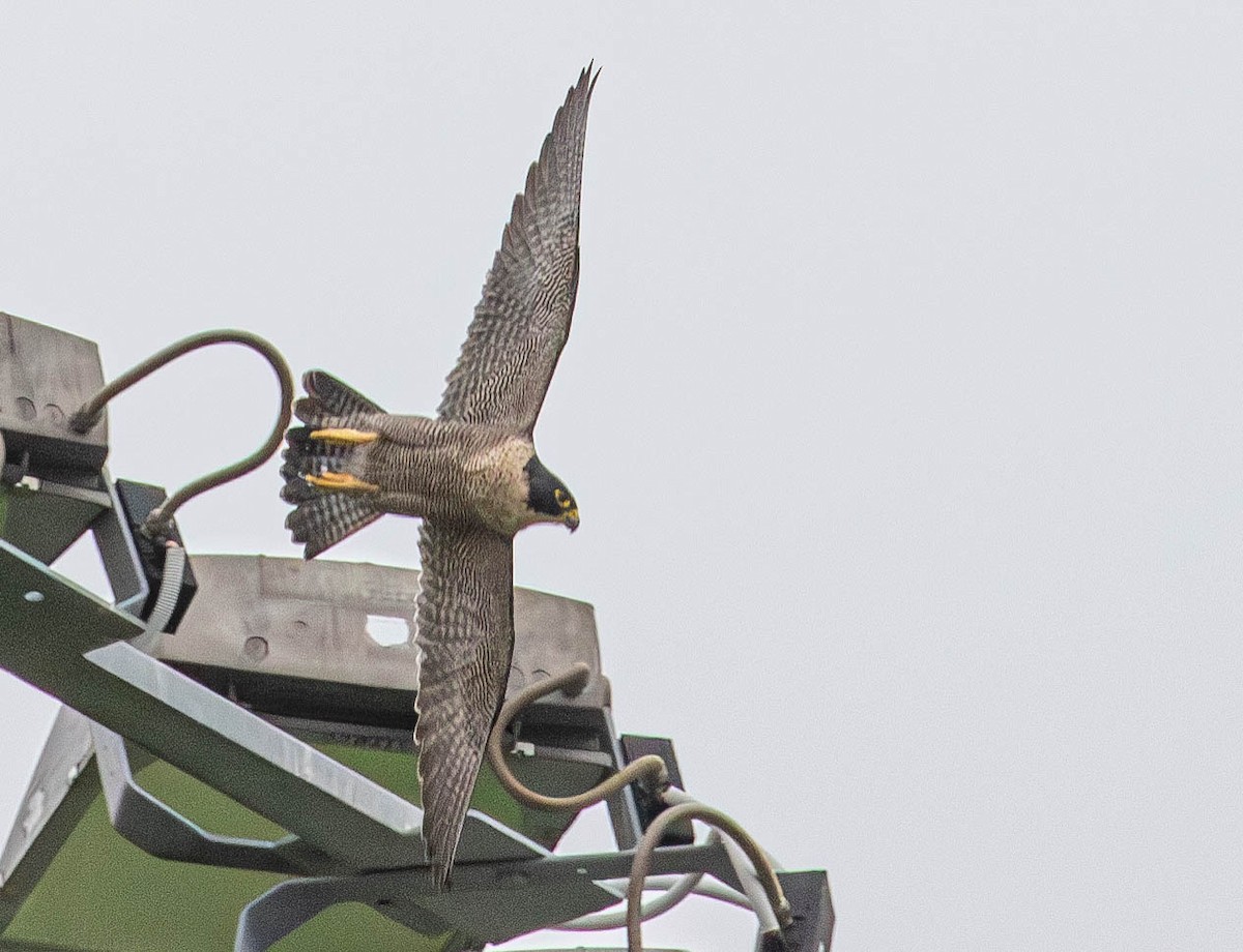 Peregrine Falcon (Australian) - ML620367688