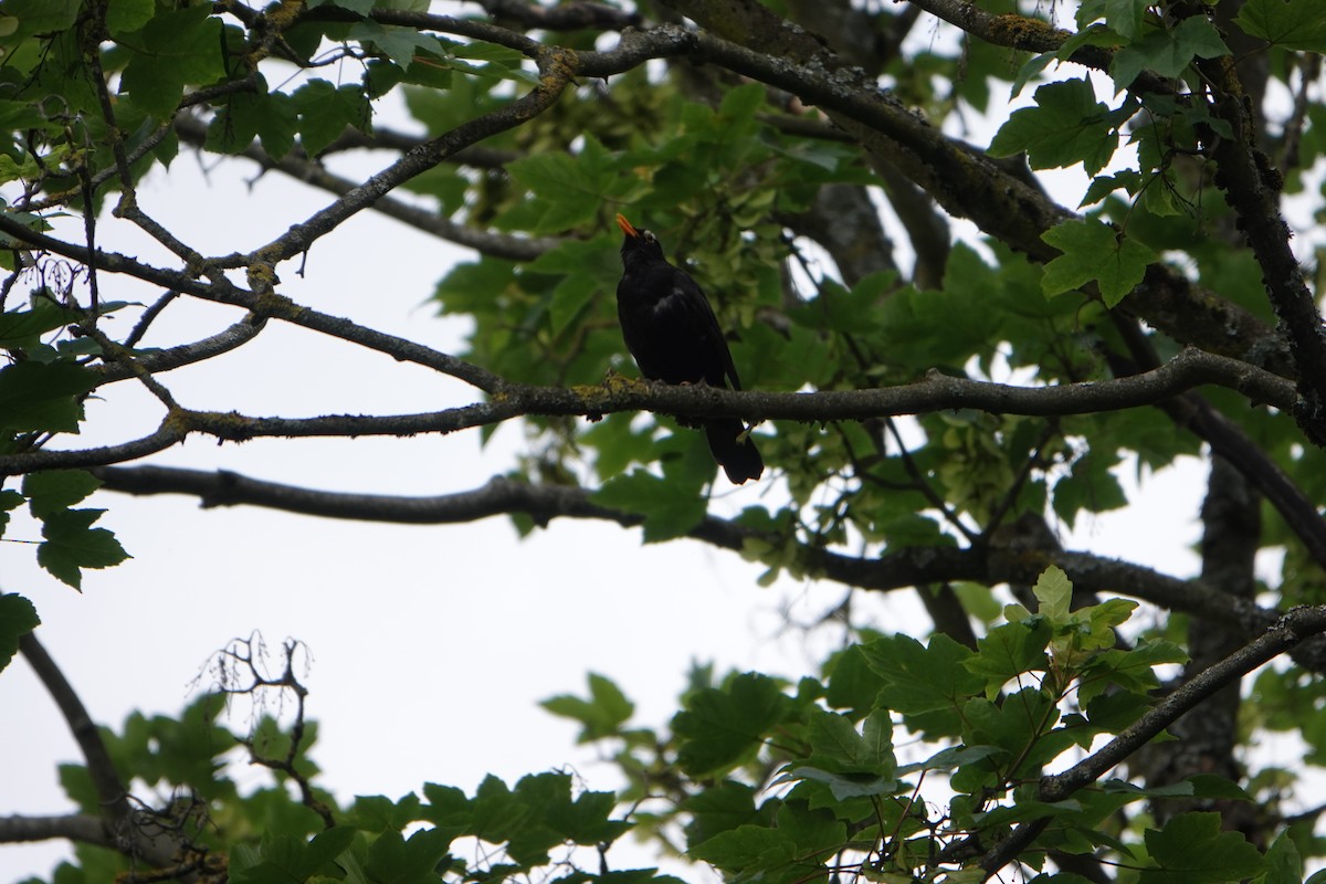 Eurasian Blackbird - ML620367697