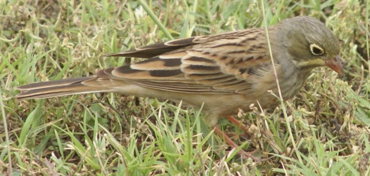 Ortolan Bunting - ML620367699