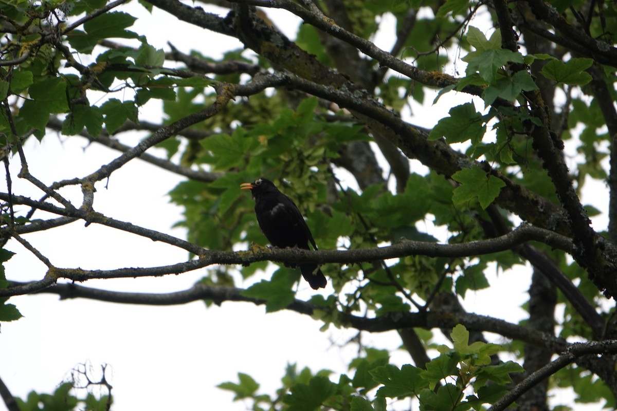 Eurasian Blackbird - ML620367700