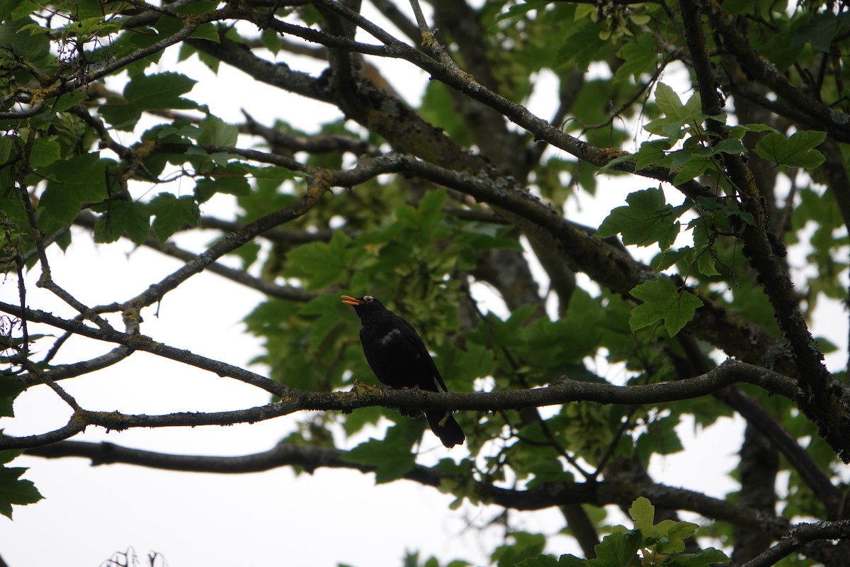 Eurasian Blackbird - ML620367701