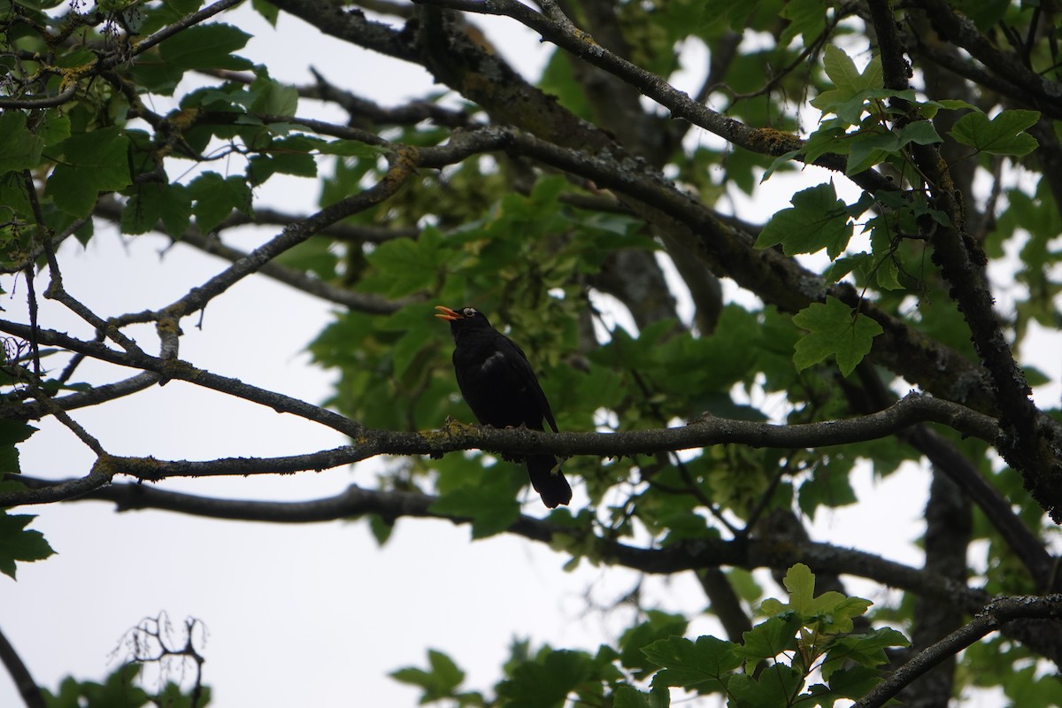 Eurasian Blackbird - ML620367703