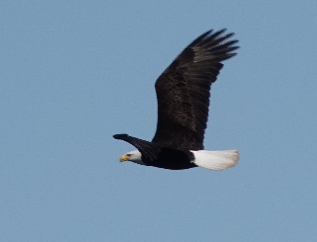 Bald Eagle - ML620367709