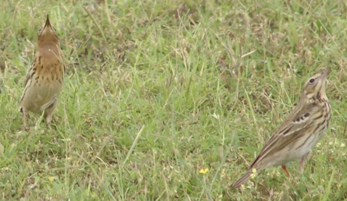 Red-throated Pipit - ML620367711