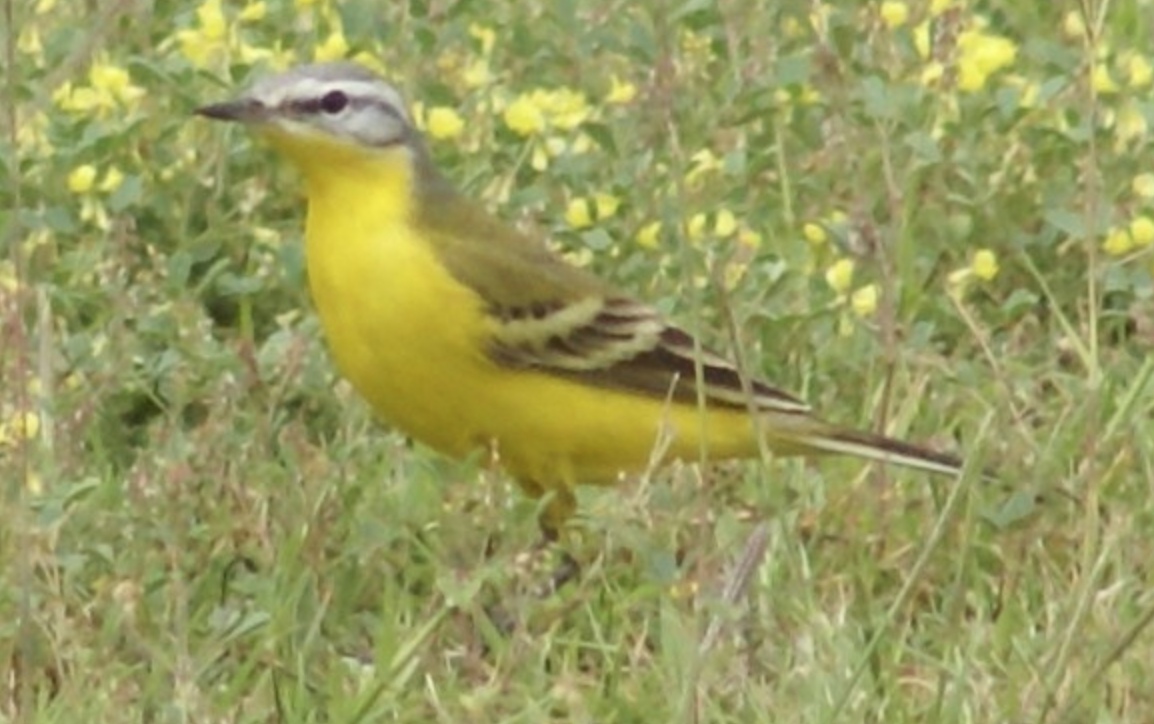 Western Yellow Wagtail - ML620367720