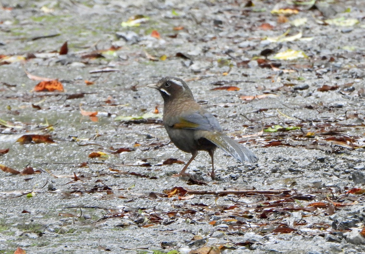 White-whiskered Laughingthrush - ML620367724