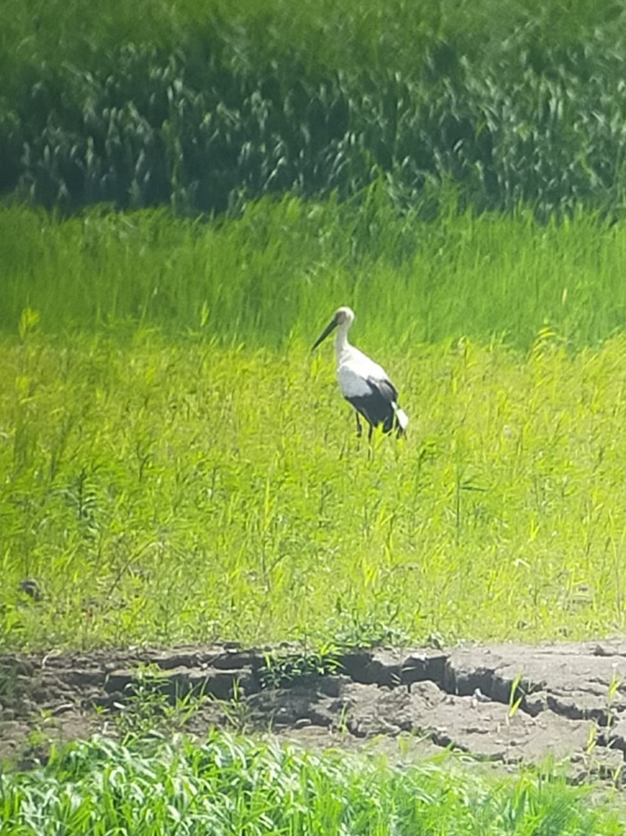 Oriental Stork - German Pugnali
