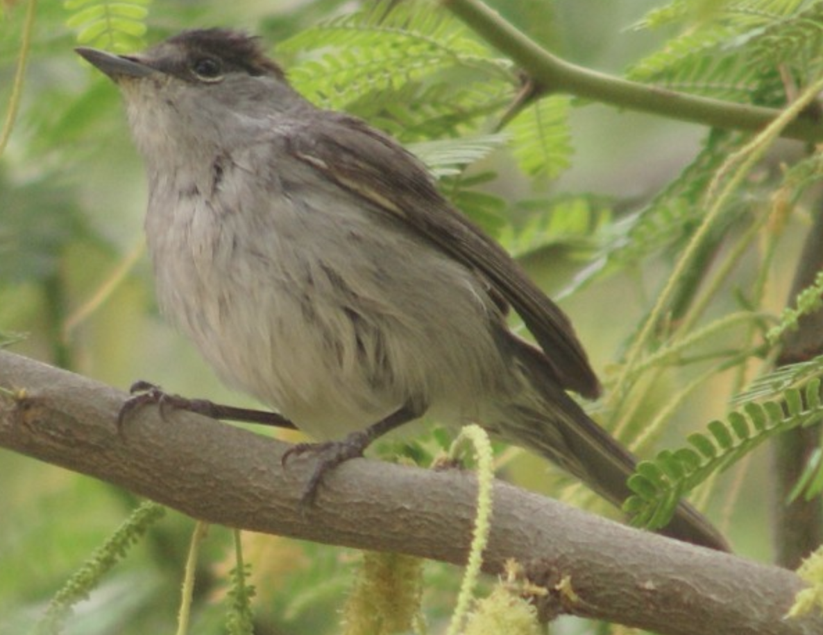 Eurasian Blackcap - ML620367740