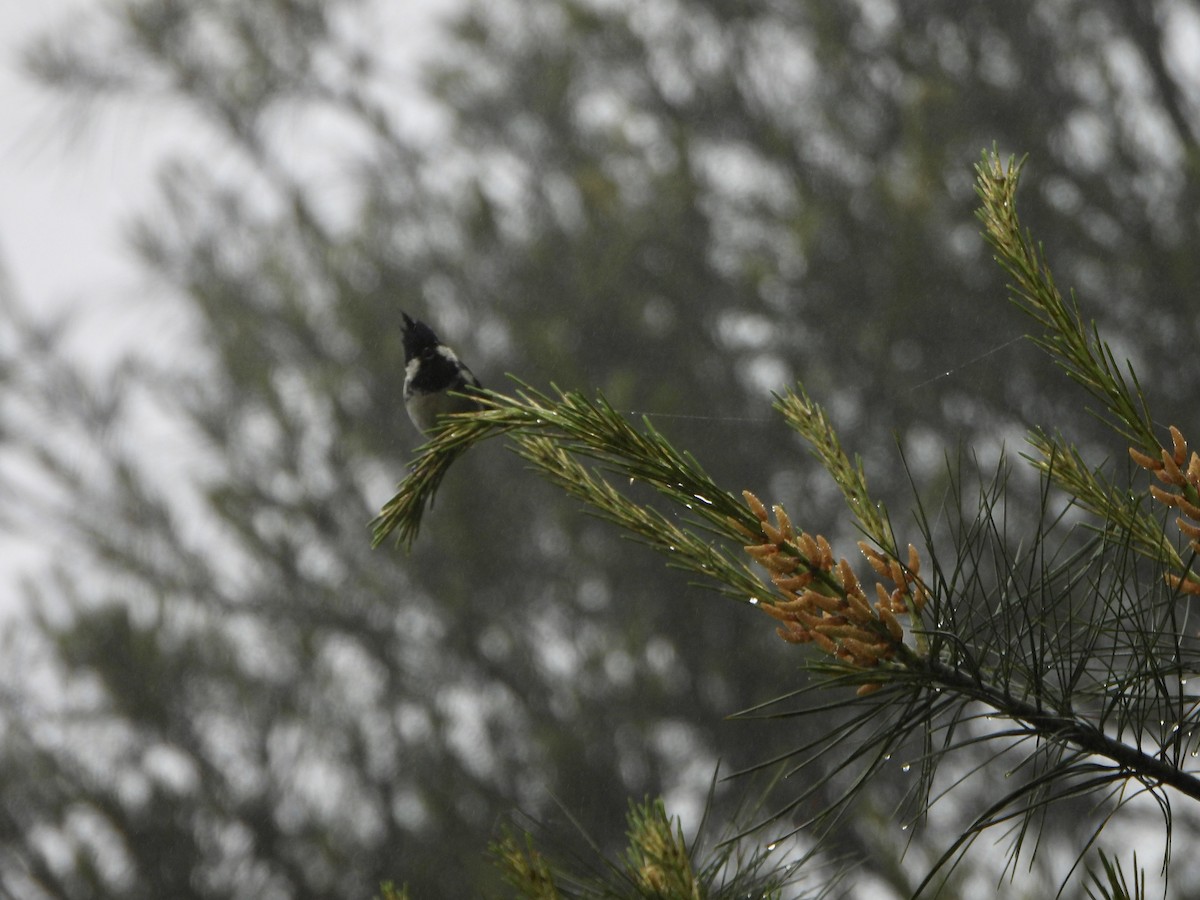 Coal Tit - ML620367754