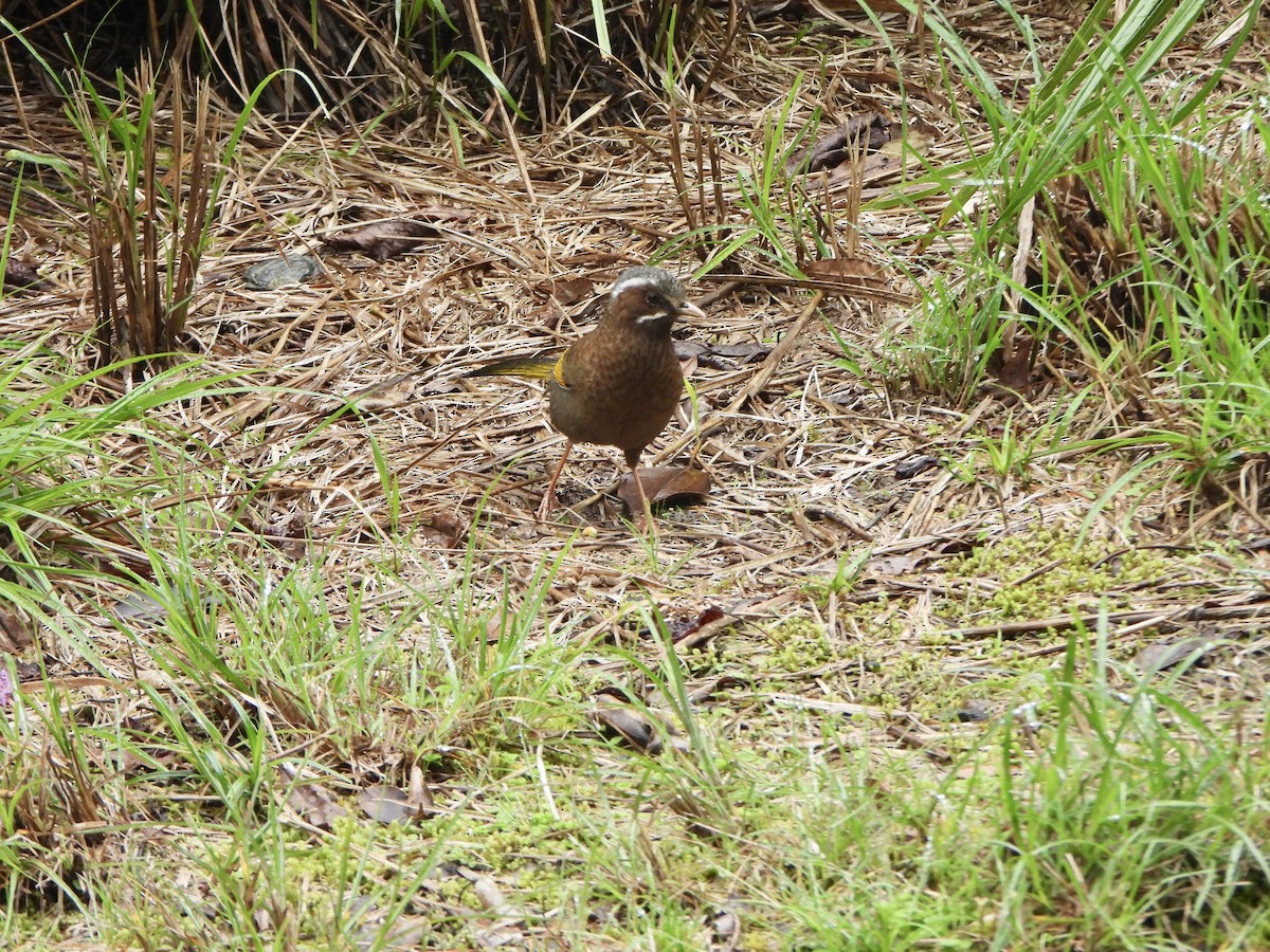 White-whiskered Laughingthrush - ML620367764