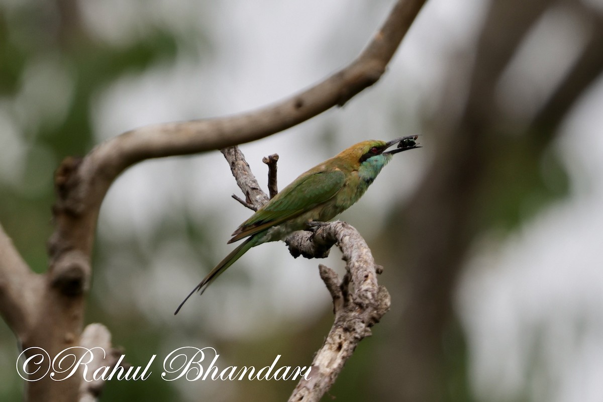 Asian Green Bee-eater - ML620367769