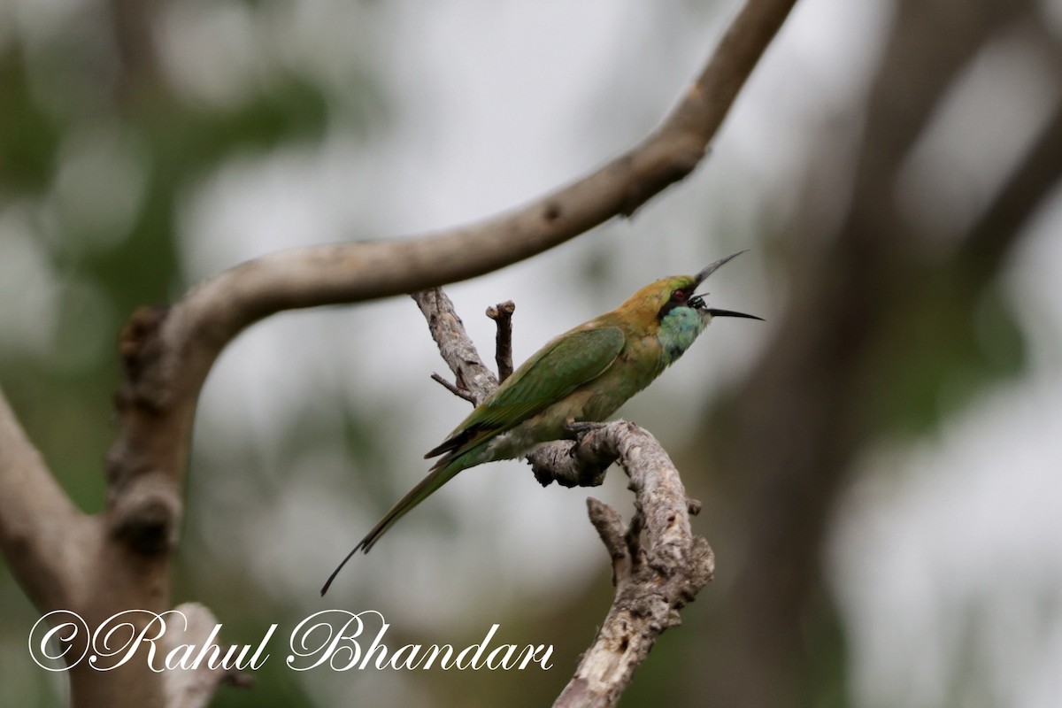 Asian Green Bee-eater - ML620367771